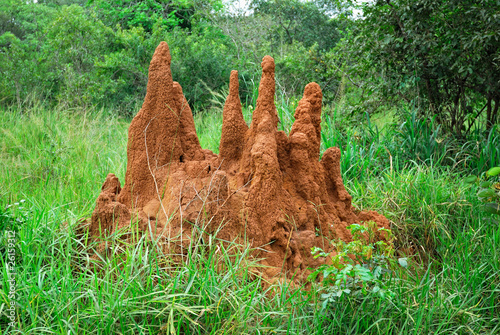 Termite mound © Oleg Znamenskiy