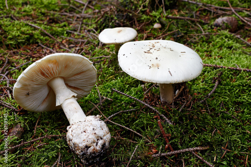 fool's mushroom, deadly poisonous
