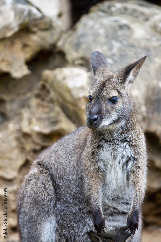 cute wallaby cute wallaby