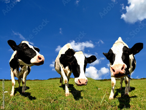 Billede på lærred Cows and clouds