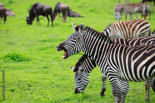 Zebra showing teeth