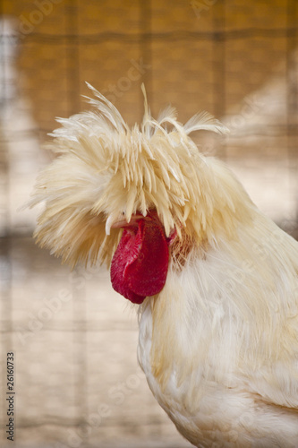 Polish frizzle chicken