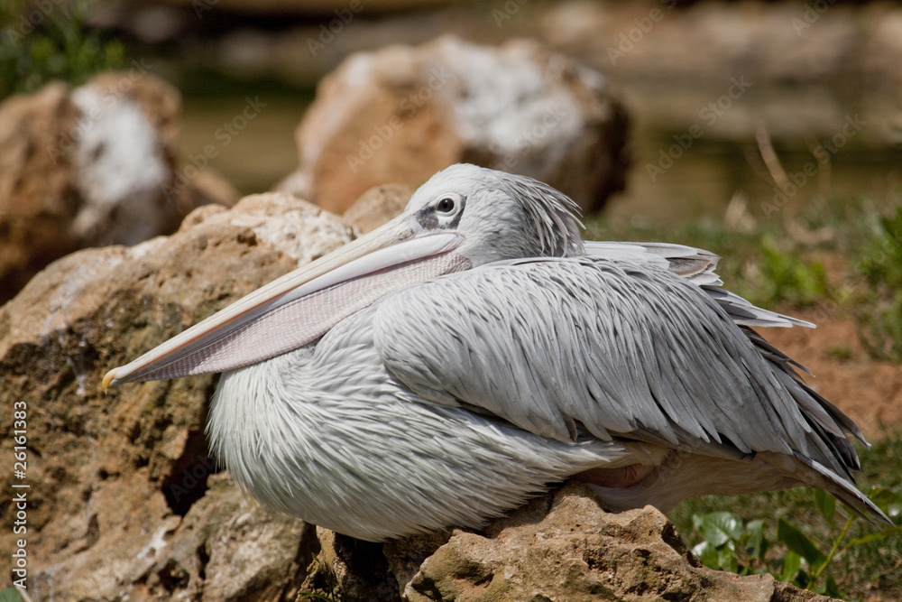 Fototapeta premium Pink-backed Pelican
