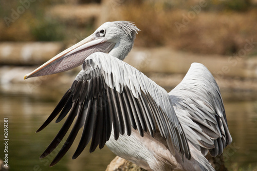 Pink-backed Pelican © Mauro Rodrigues