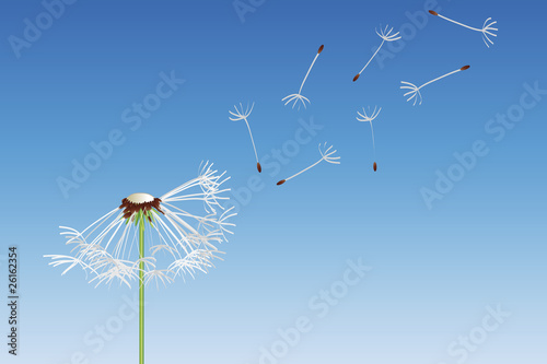 Pusteblume