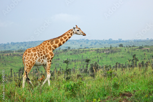 Giraffe in the african savannah  Uganda