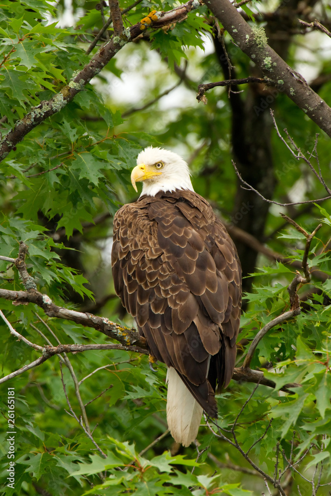 Obraz premium Wild Bald Eagle Perched in Tree