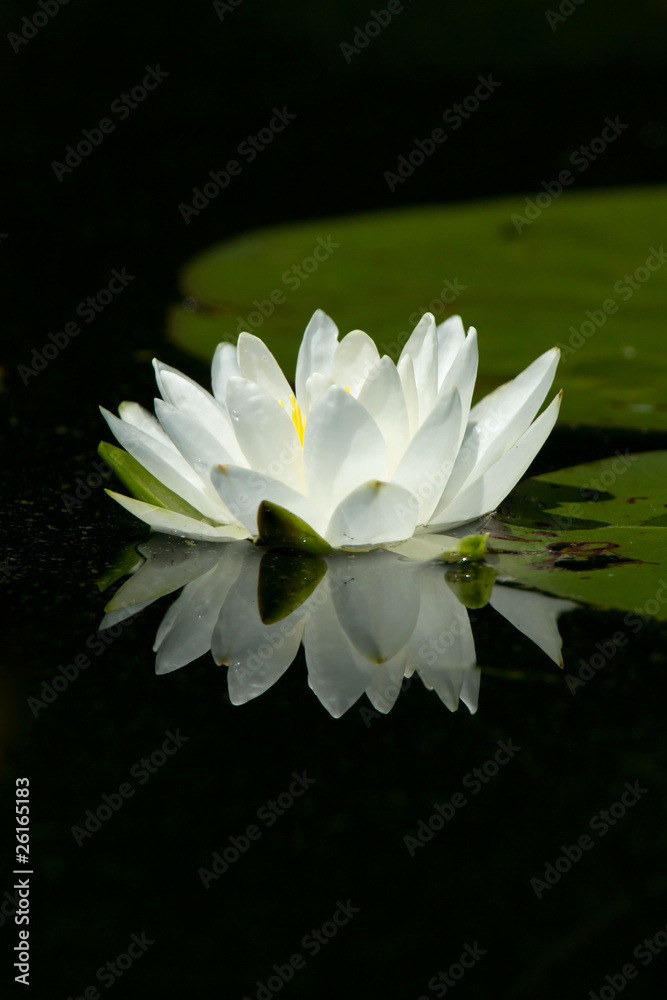 Wild White Lily Pad Flower With Reflection On Calm Water