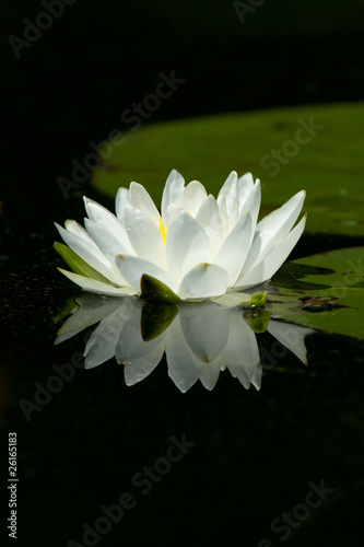 Obraz na płótnie Wild White Lily Pad Flower With Reflection On Calm Water w salonie