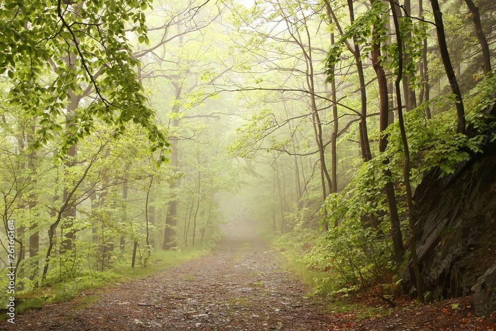 Path through misty spring forest