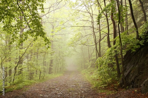 Path through misty spring forest