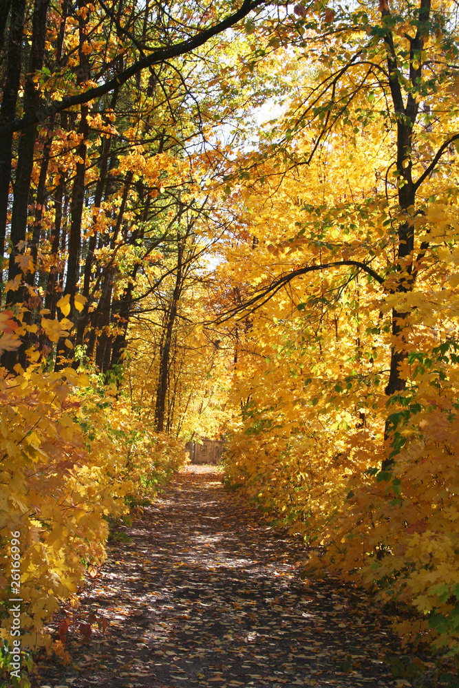 autumn avenue