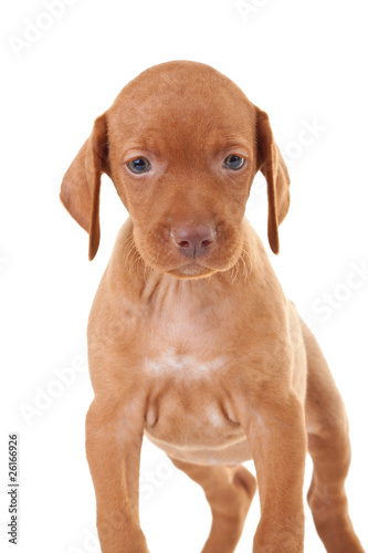 adorable vizsla puppy