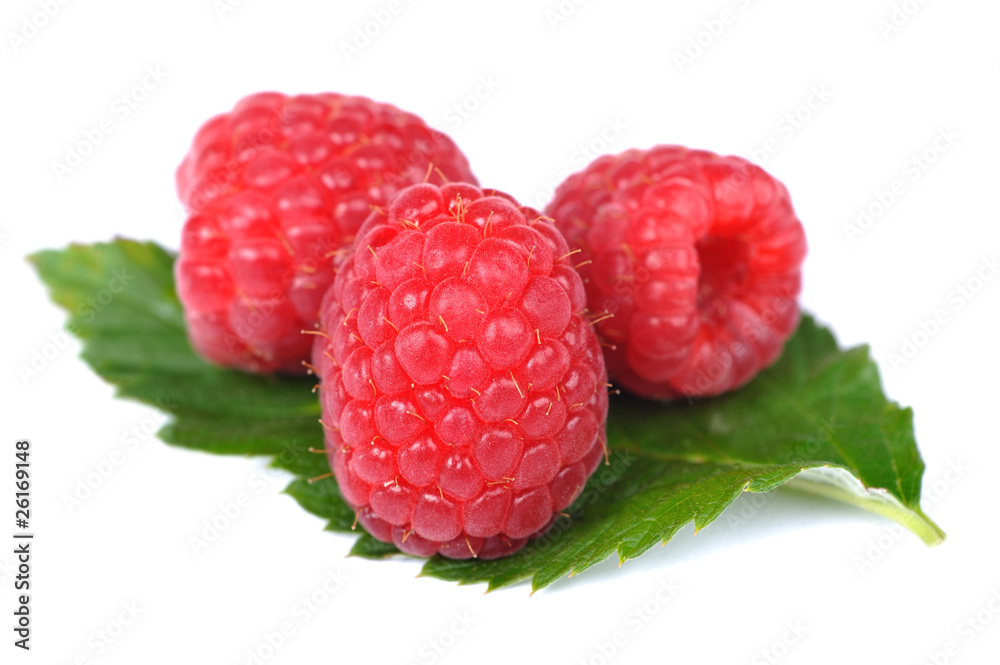 Himbeere - rubus idaeus Himbeere - rubus idaeus