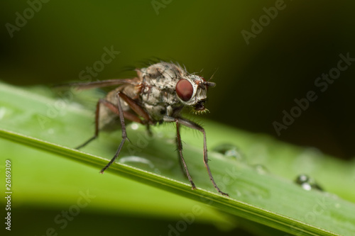 Low DOF photo of fly on a grass straw