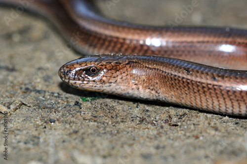 Obraz na płótnie Slow Worm Lizard w salonie