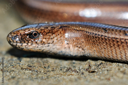 Slow worm lizard on sand