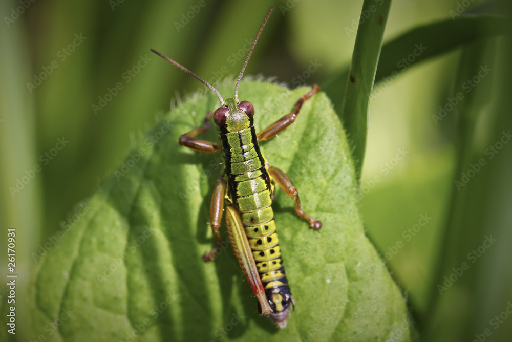 Fototapeta premium Grasshopper with one leg sitting on a leaf