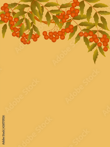 decorative card with branch of rowanberry