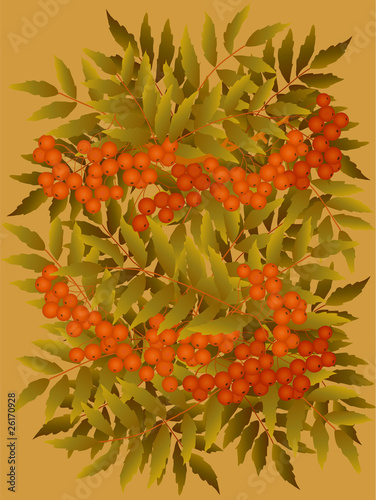 decorative card with branch of  rowanberry