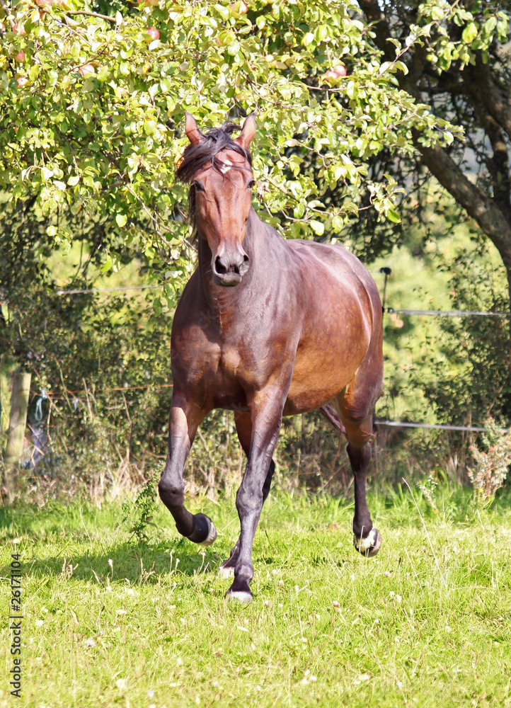 American Trotter StockFoto Adobe Stock