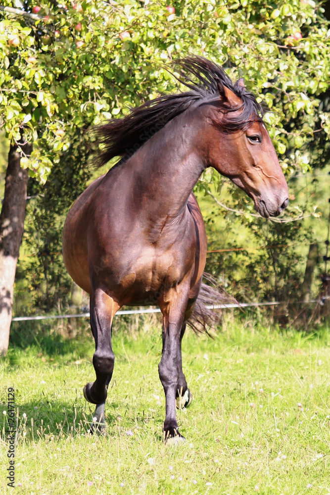 Fototapeta premium American Trotter