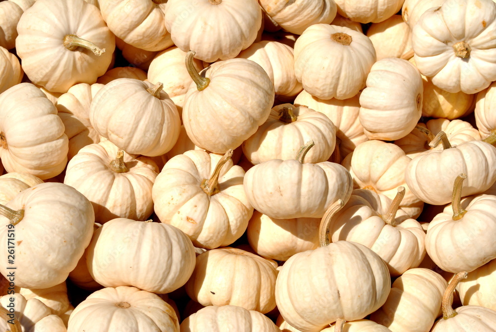 Fototapeta premium White Pumpkins Background
