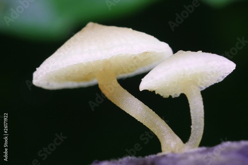 twin white fungus photo