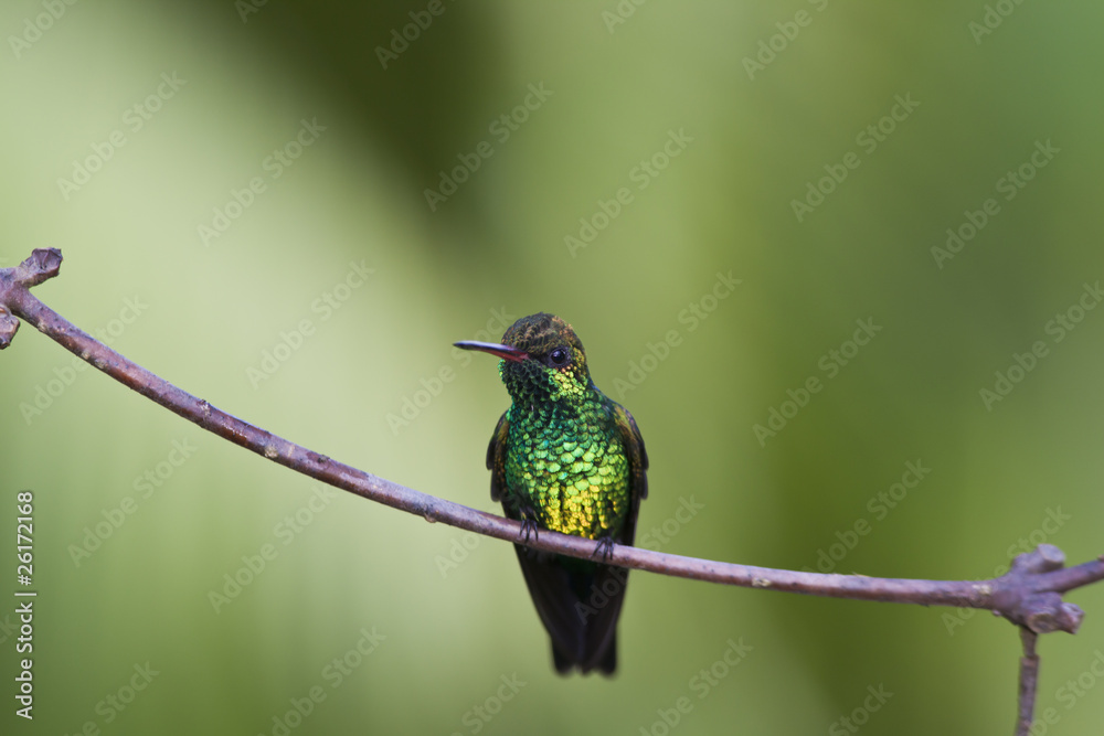 Fototapeta premium Canivet's Emerald (Chlorostilbon canivetii), male hunningbird