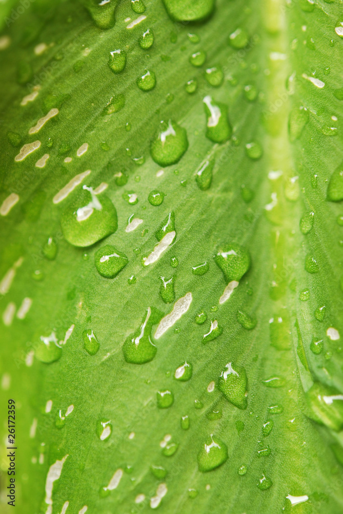 Water Drops on plant