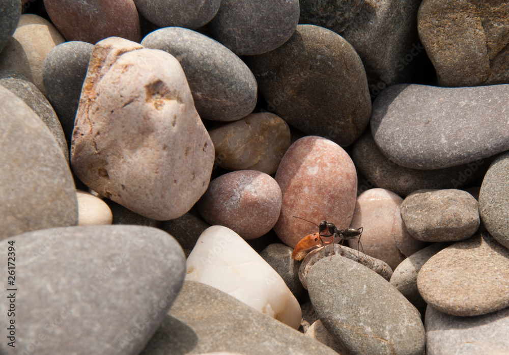 Ant Ant
