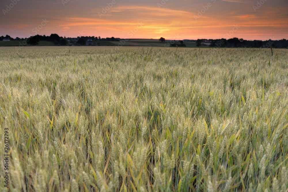 Champs de blé au lever de soleil