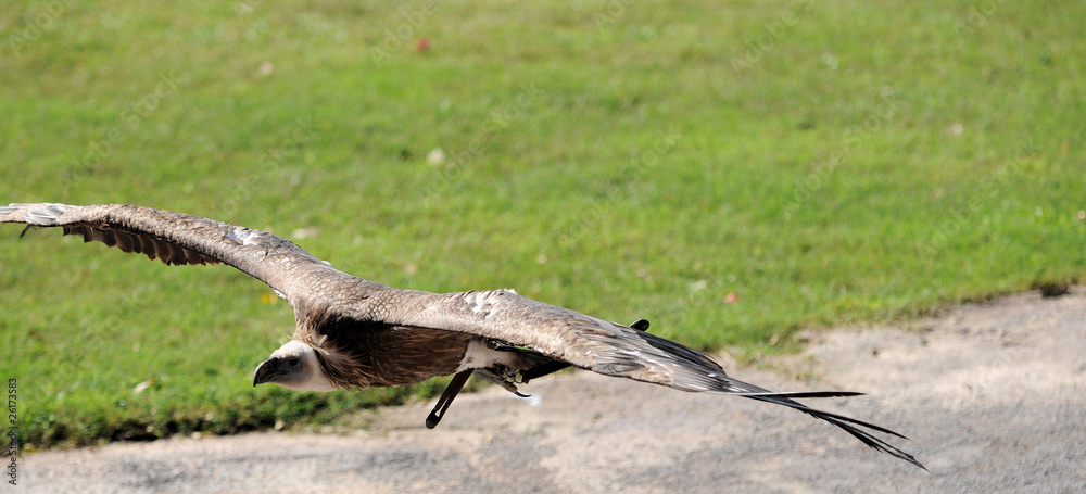Seeadler Seeadler