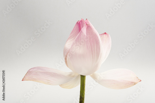 Lotus Blüte © Foto66