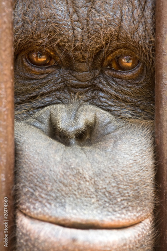 Monkey