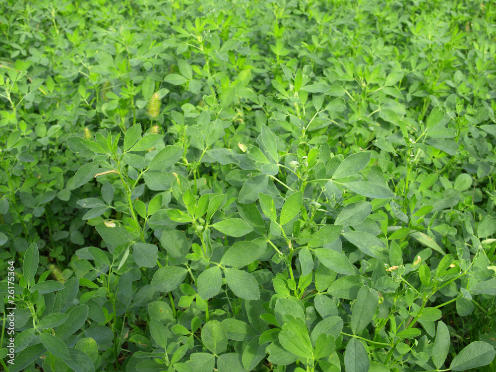 Clover background Clover background