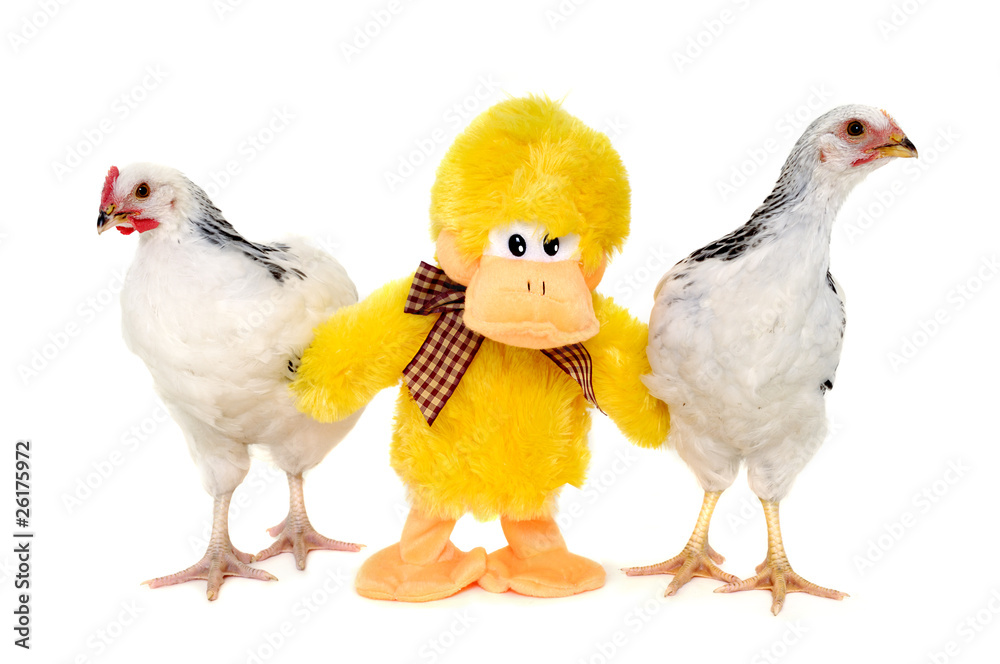 Chickens and toy duck