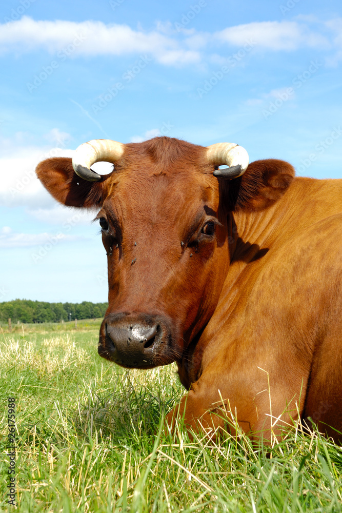Cow face Cow face