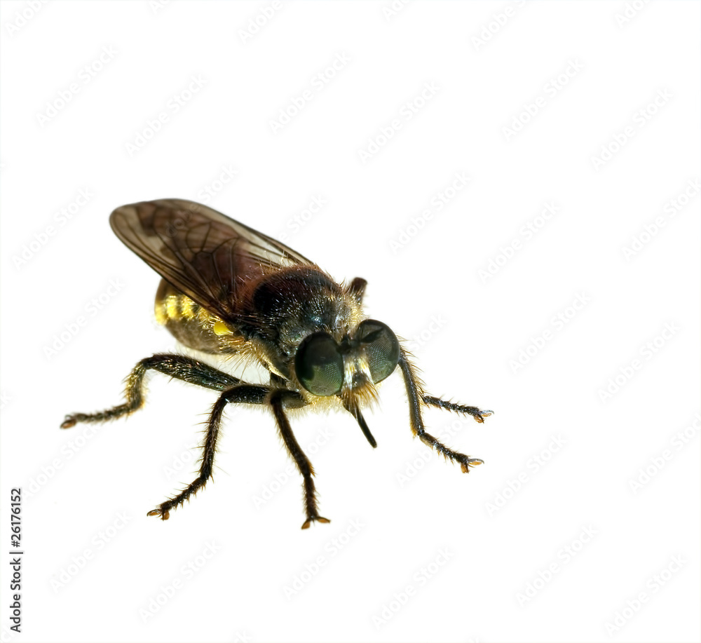 Fly - isolated Fly - isolated