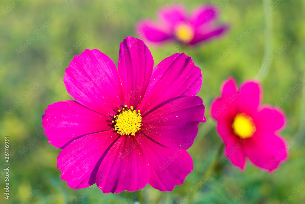 ピンクのコスモスの花