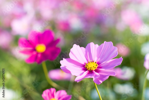 ピンクのコスモスの花