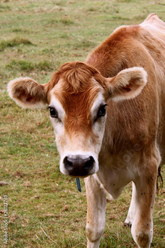 Cow V
