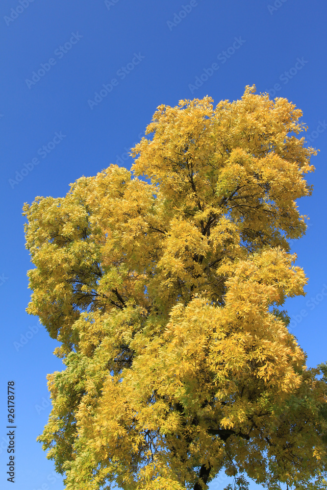 Naklejka premium Autumn