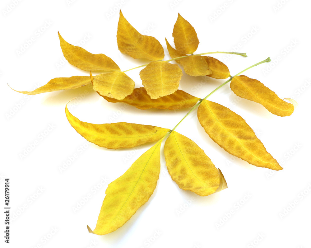 Twigs with yellow autumn leaves