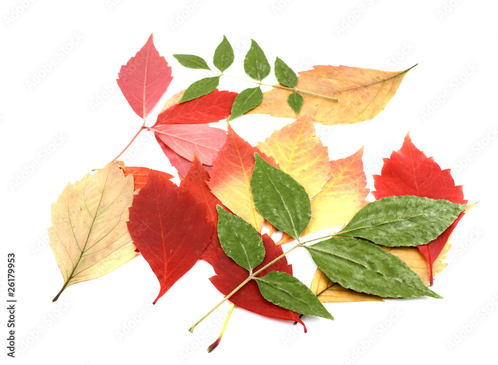 Twigs with color autumn leaves Twigs with color autumn leaves