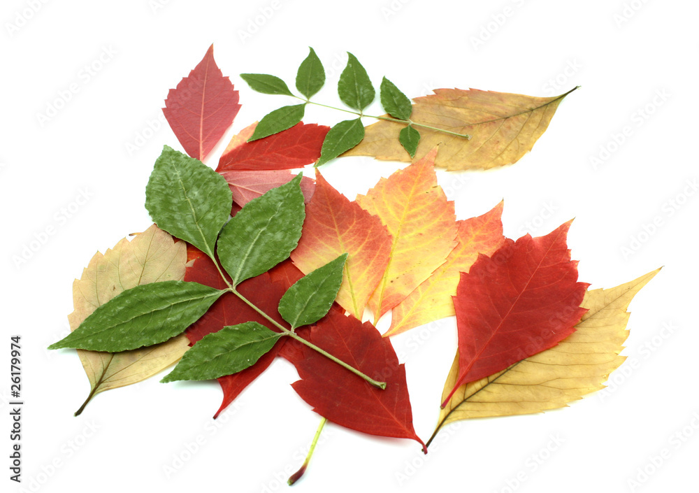 Twigs with color autumn leaves Twigs with color autumn leaves