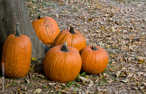 pumpkins on the ground near a tree