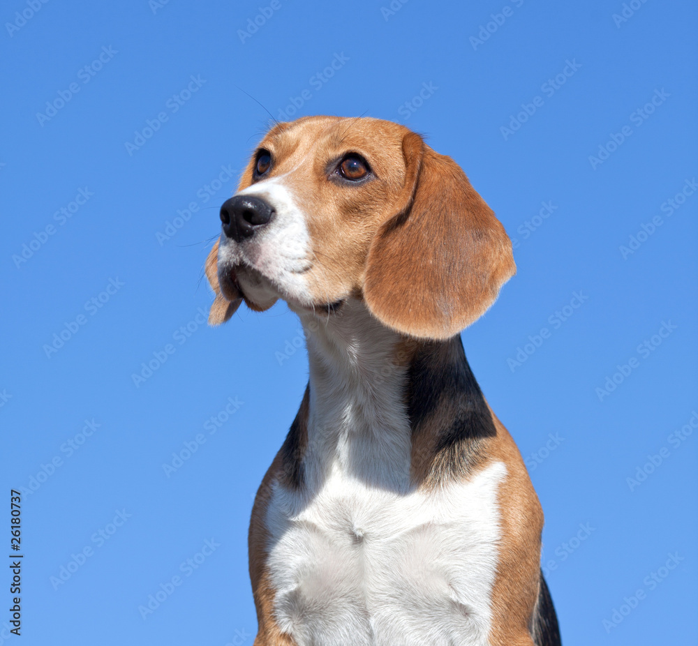 Dog beagle on blue sky background