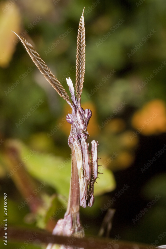 Fototapeta premium Male Empusa Pennata