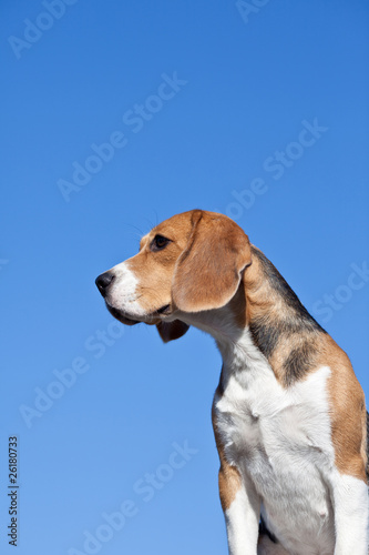 Dog beagle on blue sky background © Pumba